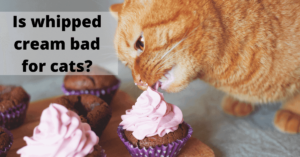 Is whipped cream bad for cats