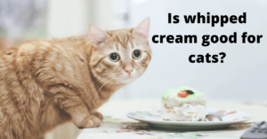 Is whipped cream good for cats