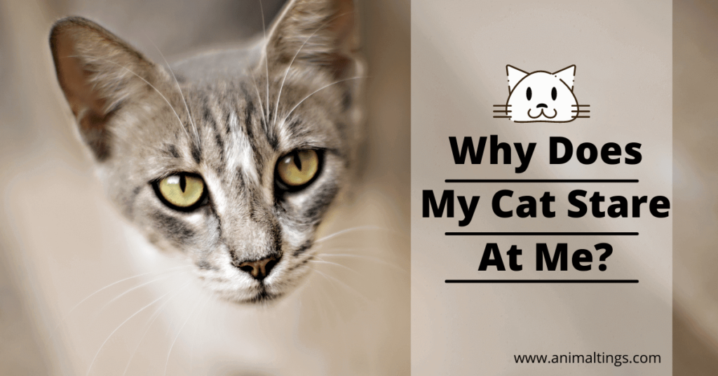 Why does my cat lick me then bite me?Top Reasons behind!