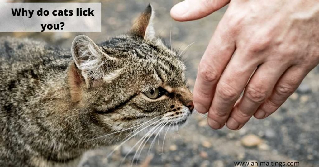 Why does my cat lick me then bite me?-Top Reasons behind!