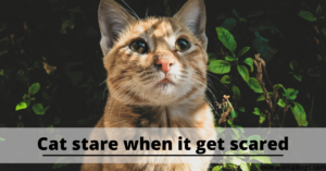 why do cats stare at you