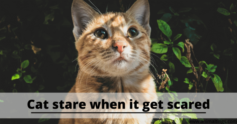 Why Does My Cat Stare At Me? - Animal Tings