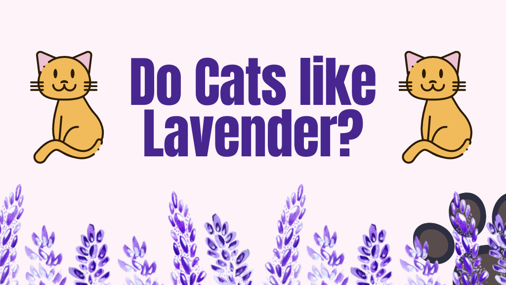 Do cats like lavender