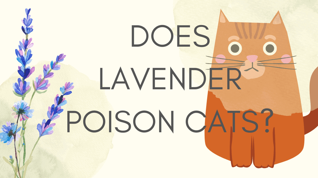 Does lavender poison cats