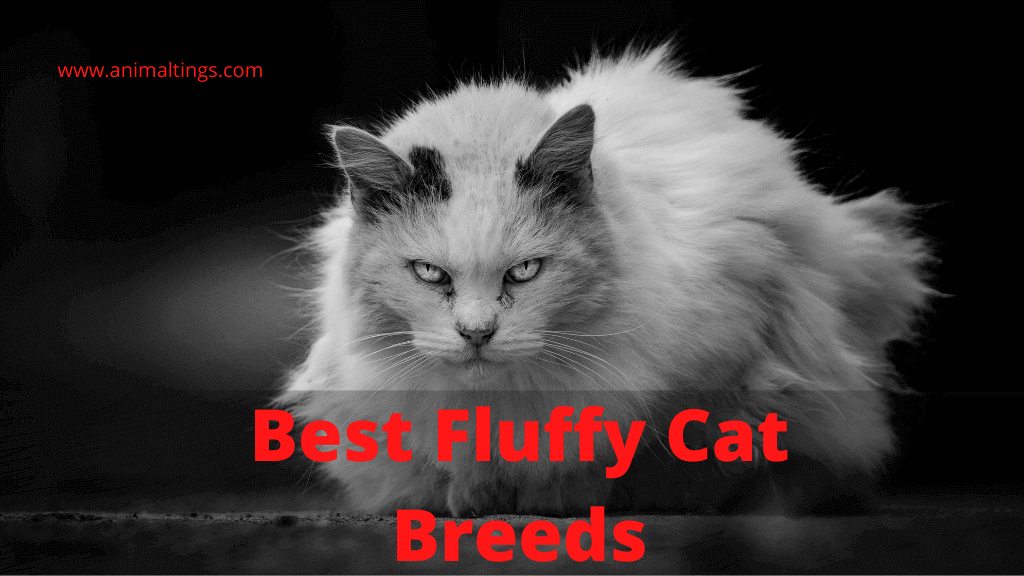 Fluffy Cat Breeds