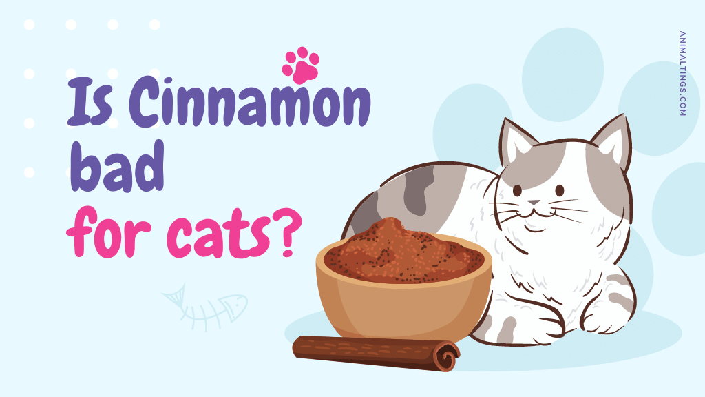 Is cinnamon bad for cats