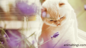 Why Do Cats Like Lavender