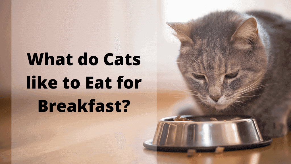 What do cats like to eat for breakfast