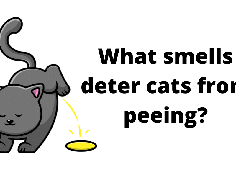What smells deter cats from peeing