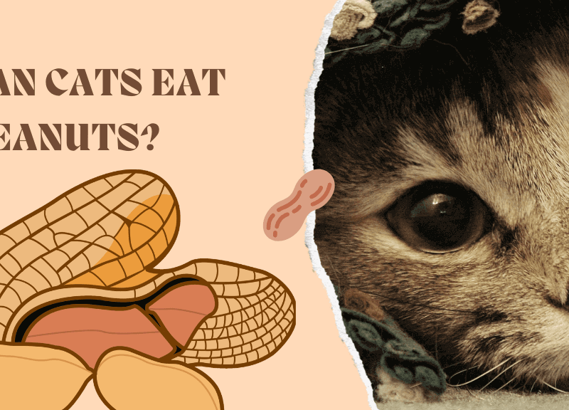 can cats eat peanuts