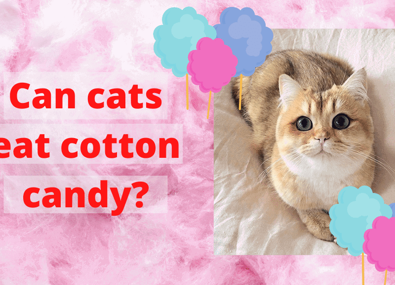 Can cats eat cotton candy