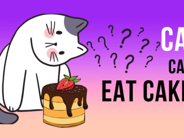 Can cats eat cake