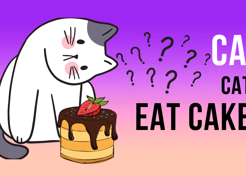 Can cats eat cake