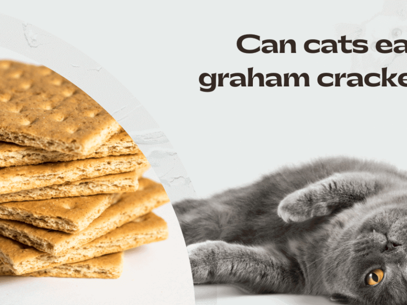 Can cats eat graham crackers