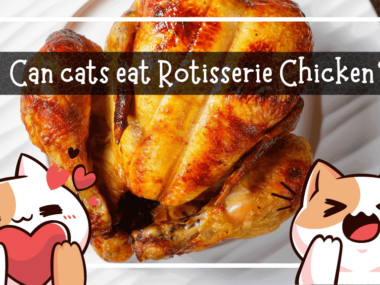 Can cats eat rotisserie chicken
