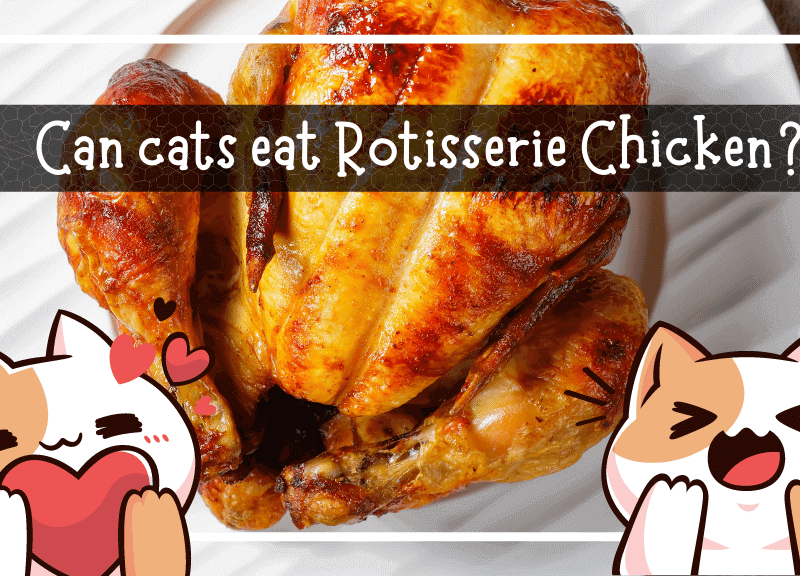 Can cats eat rotisserie chicken
