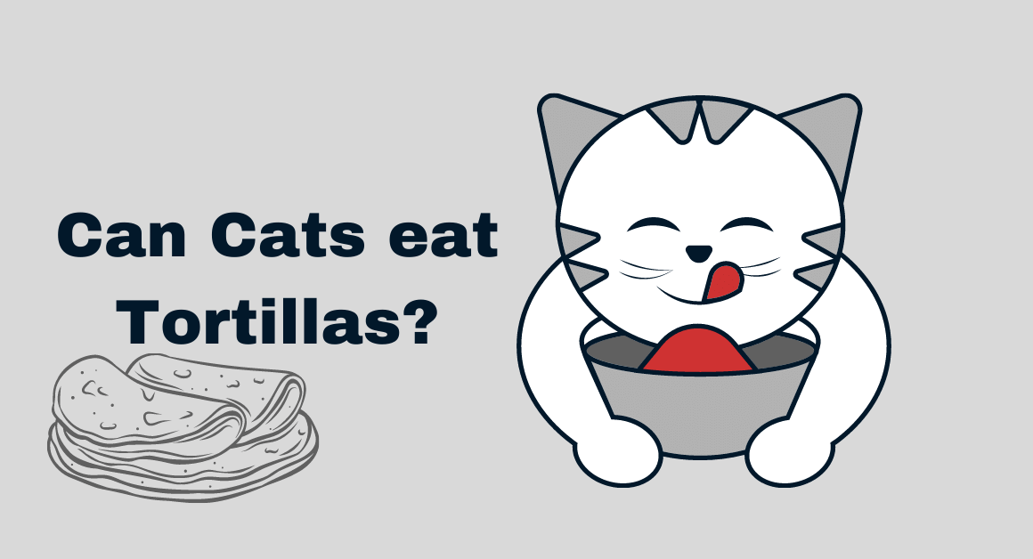 Can cats eat tortillas