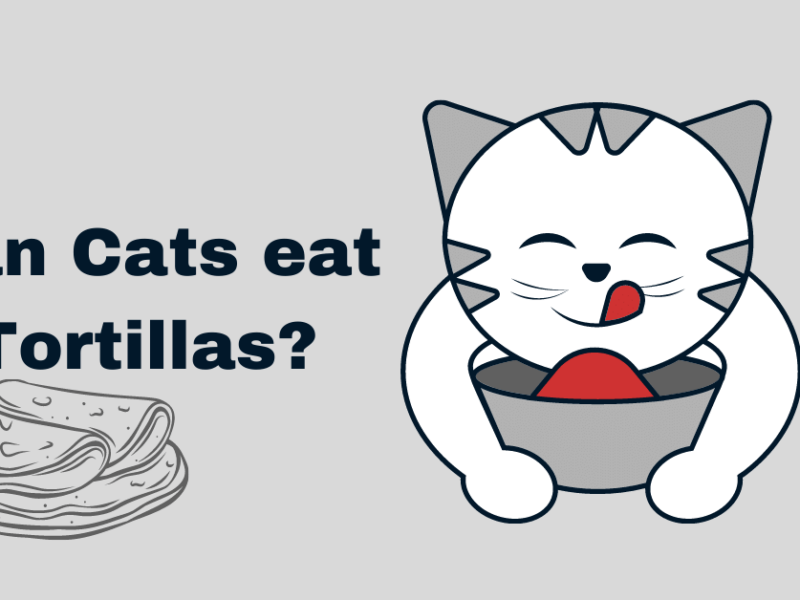 Can cats eat tortillas