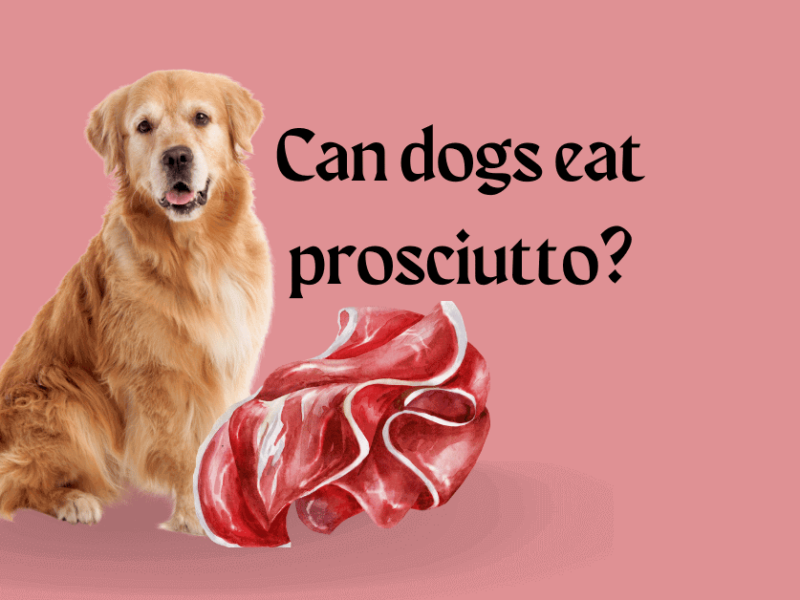 Can dogs eat prosciutto