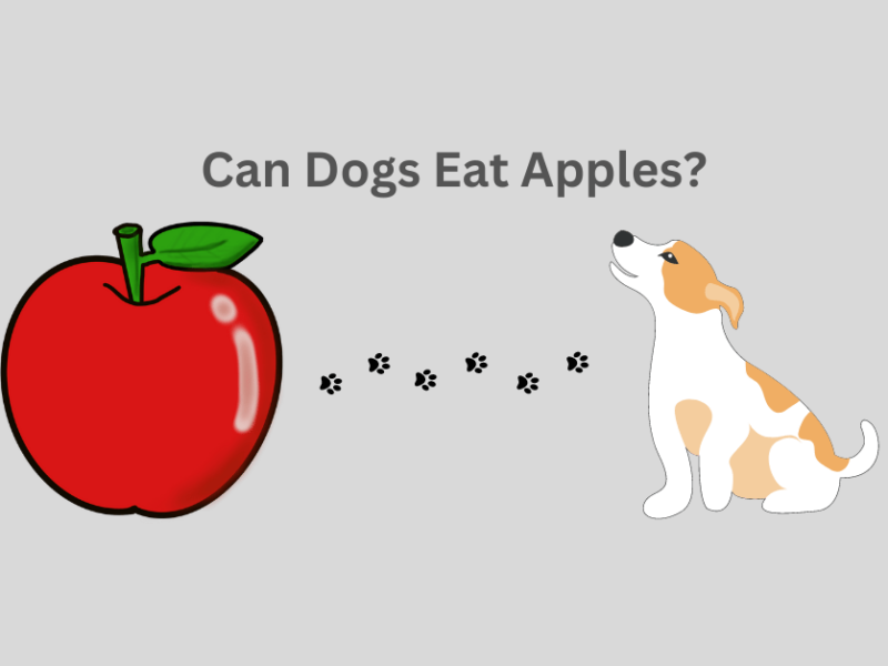 Can Dogs Eat Apples