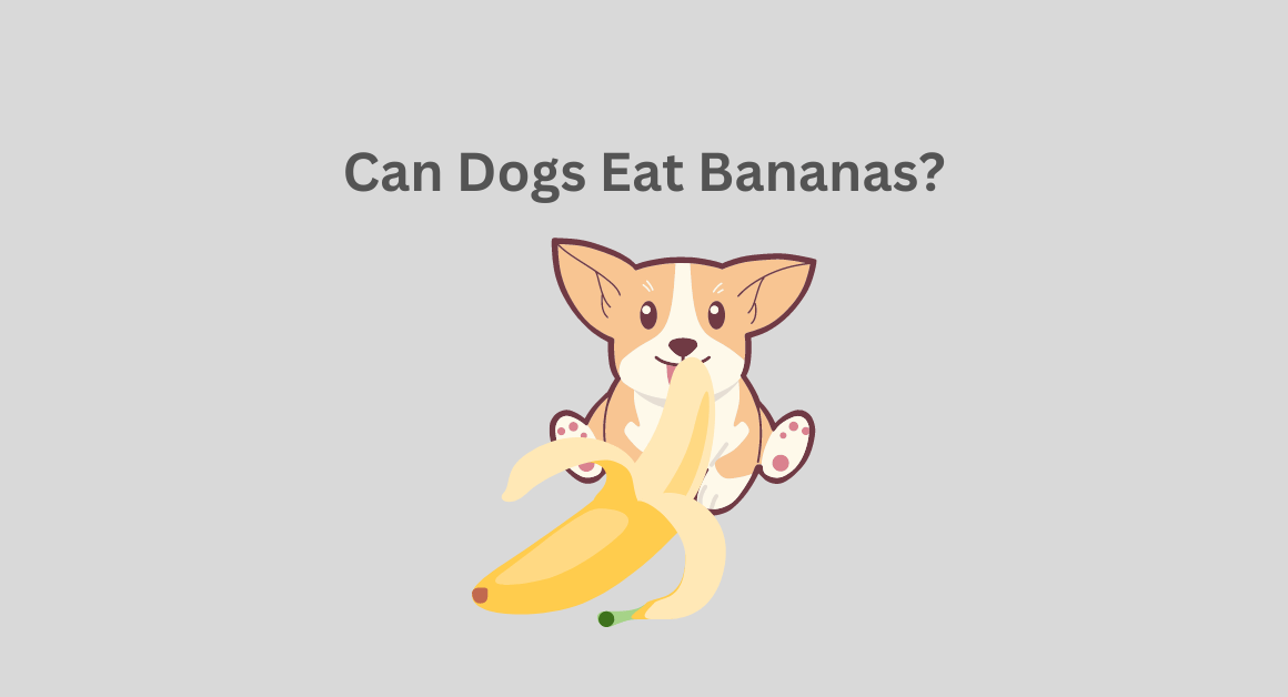 Can Dogs Eat Bananas