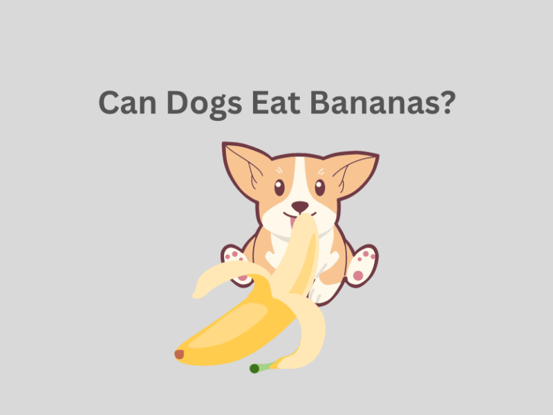 Can Dogs Eat Bananas