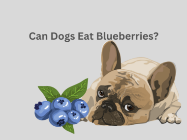 Can Dogs Eat Blueberries