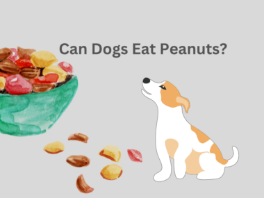 Can Dogs Eat Peanuts