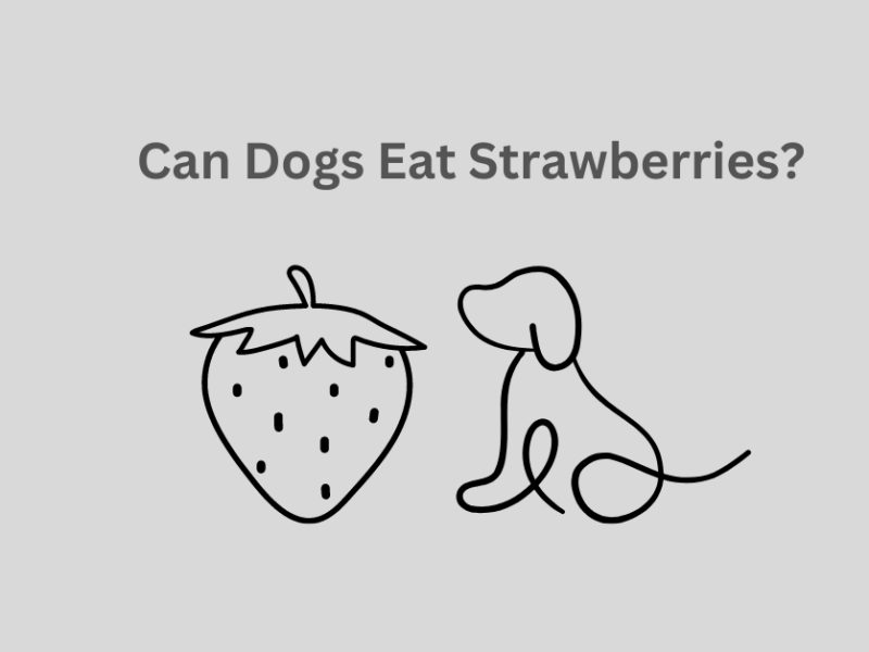 Can Dogs Eat Strawberries