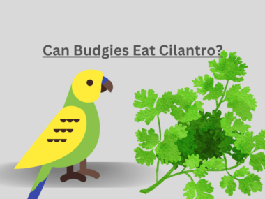 Can Budgies Eat Cilantro