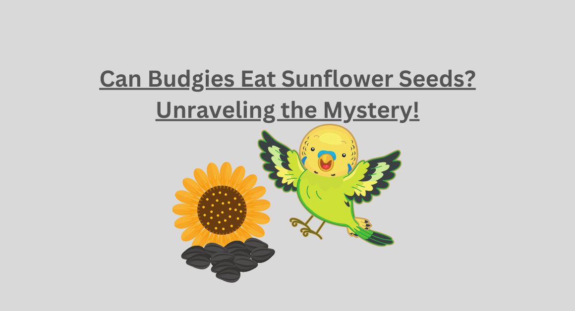 Can Budgies Eat Sunflower Seeds