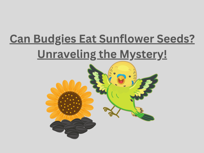 Can Budgies Eat Sunflower Seeds