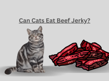 Can Cats Eat Beef Jerky