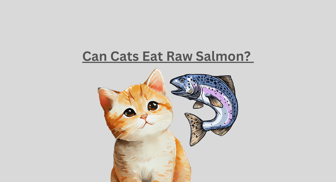 Can Cats Eat Raw Salmon