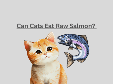 Can Cats Eat Raw Salmon