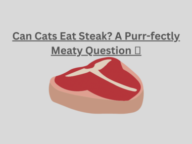 Can Cats Eat Steak