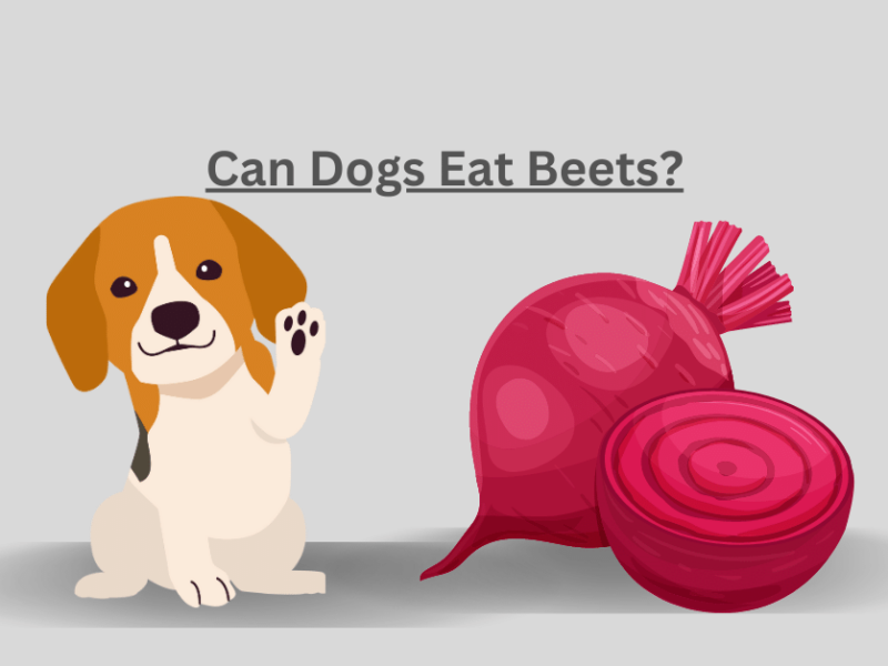 Can Dogs Eat Beets