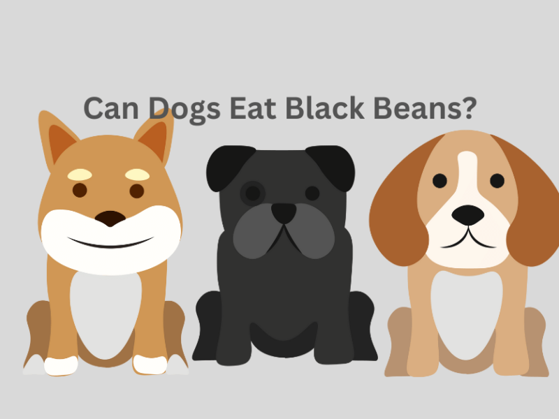 Can Dogs Eat Black Beans