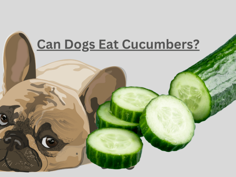 Can Dogs Eat Cucumbers