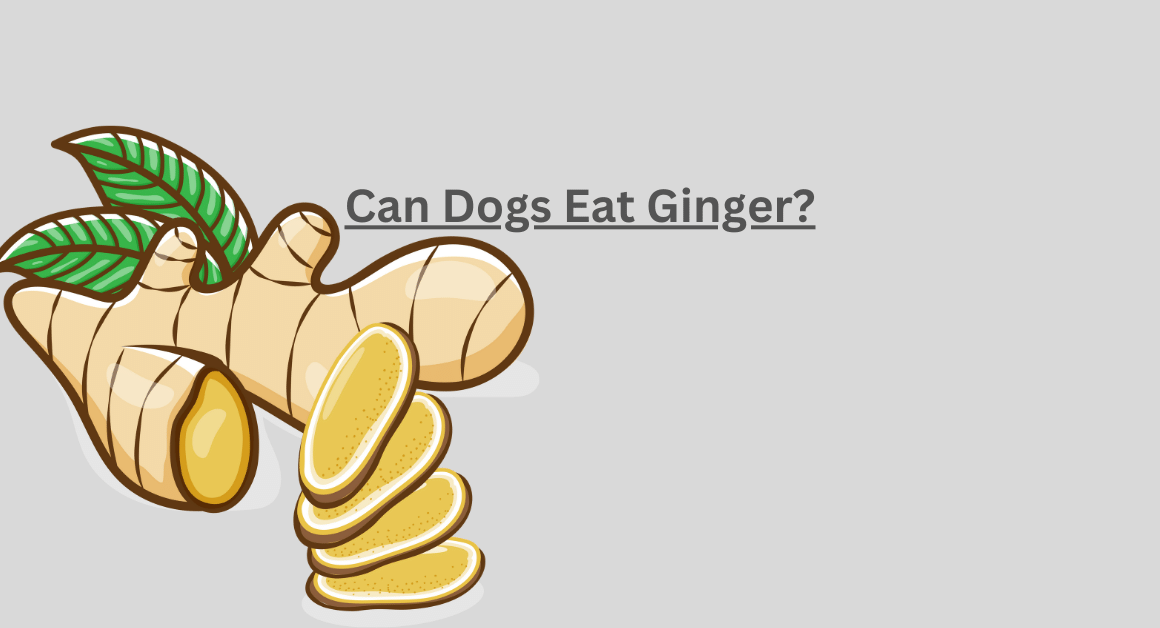 Can Dogs Eat Ginger
