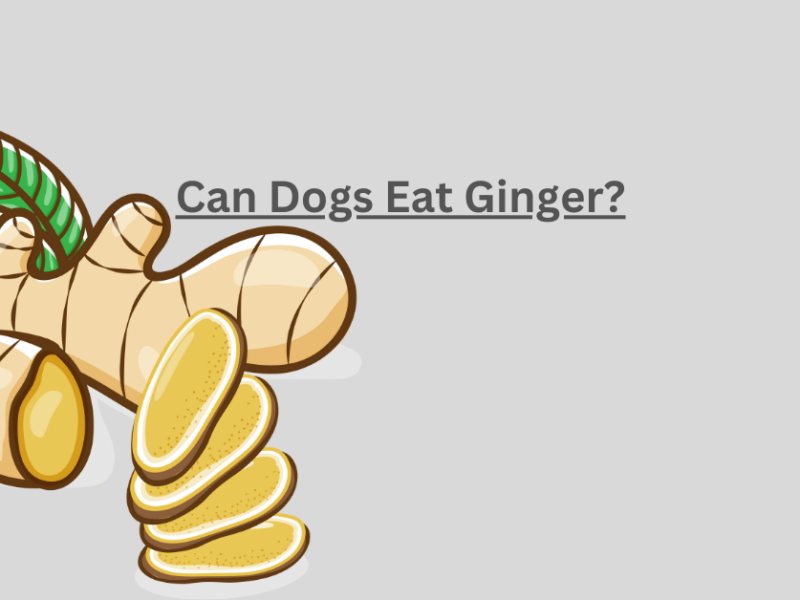 Can Dogs Eat Ginger