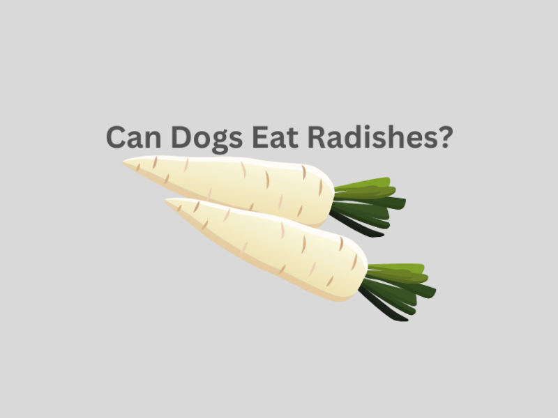 Can Dogs Eat Radishes