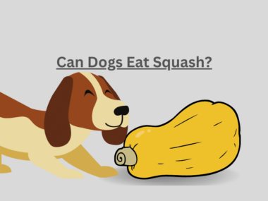 Can Dogs Eat Squash