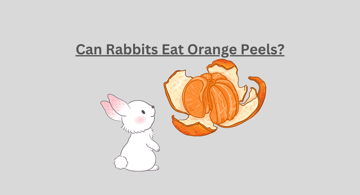 Can Rabbits Eat Orange Peels