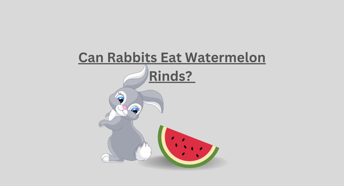 Can Rabbits Eat Watermelon Rinds