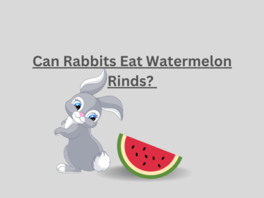 Can Rabbits Eat Watermelon Rinds