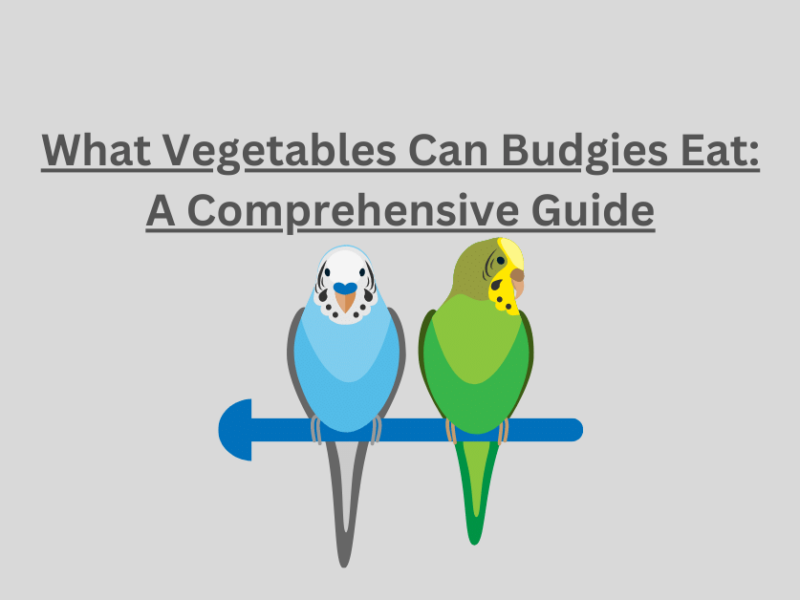 What Vegetables Can Budgies Eat
