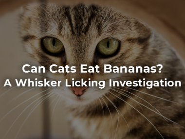 Can Cats Eat Bananas?