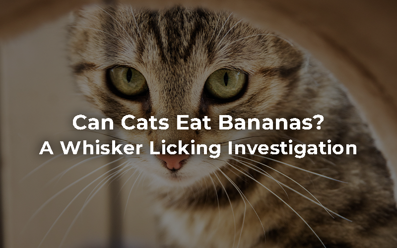 Can Cats Eat Bananas?