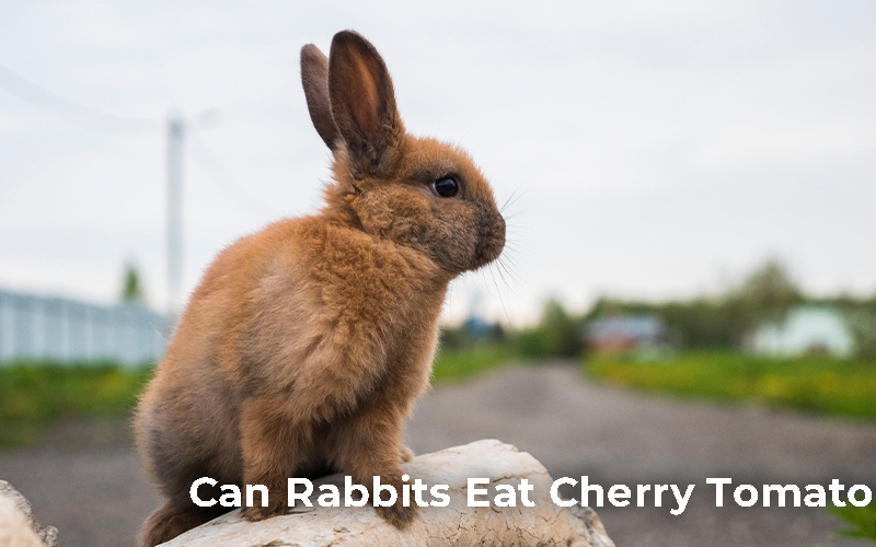 Can Rabbits Eat Cherry Tomatoes?